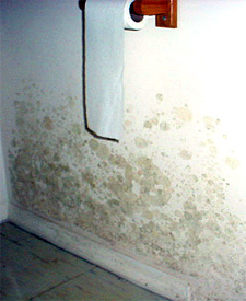 Problem areas where Mold can easily grow!